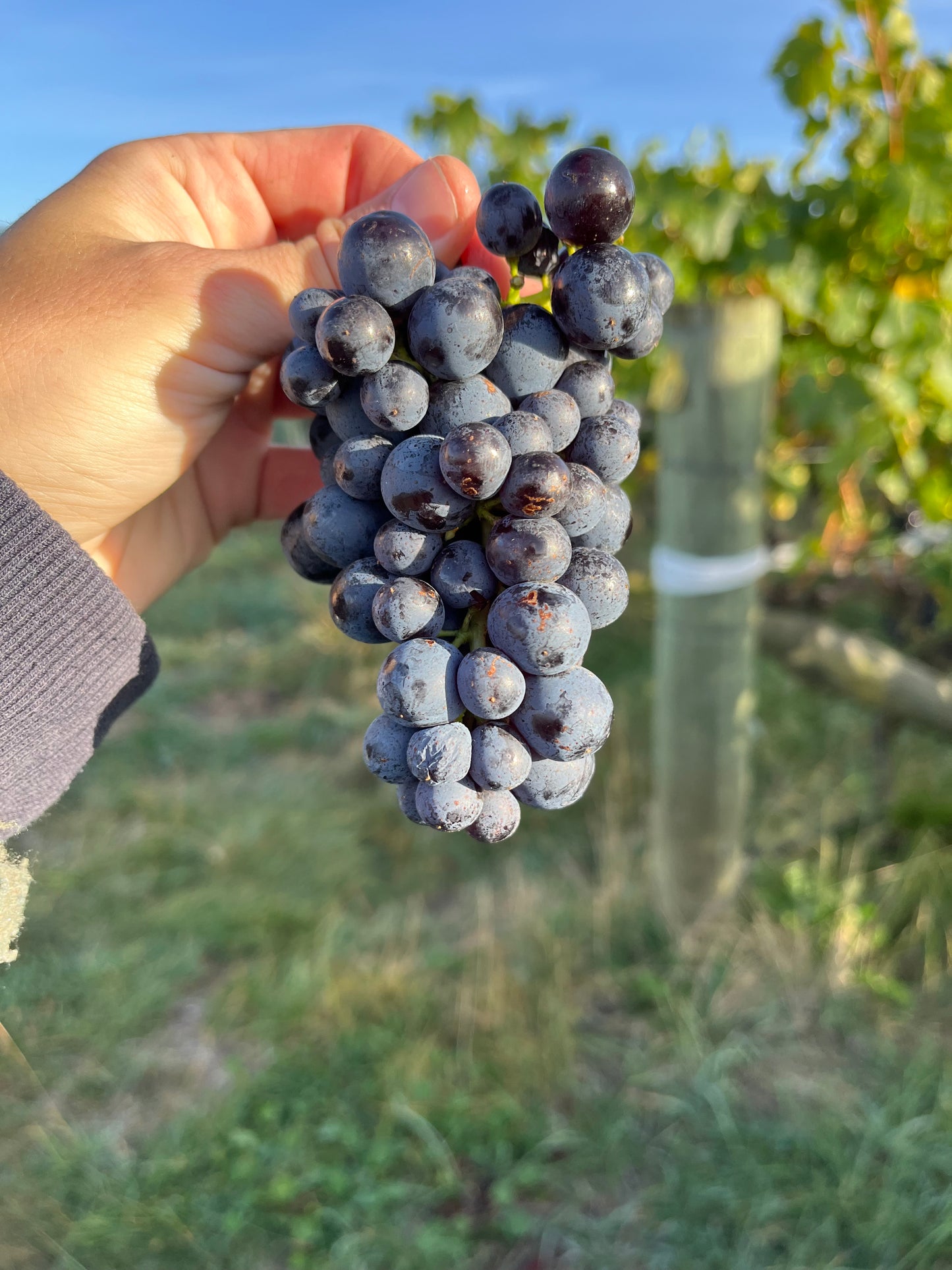 2024 Sangiovese
