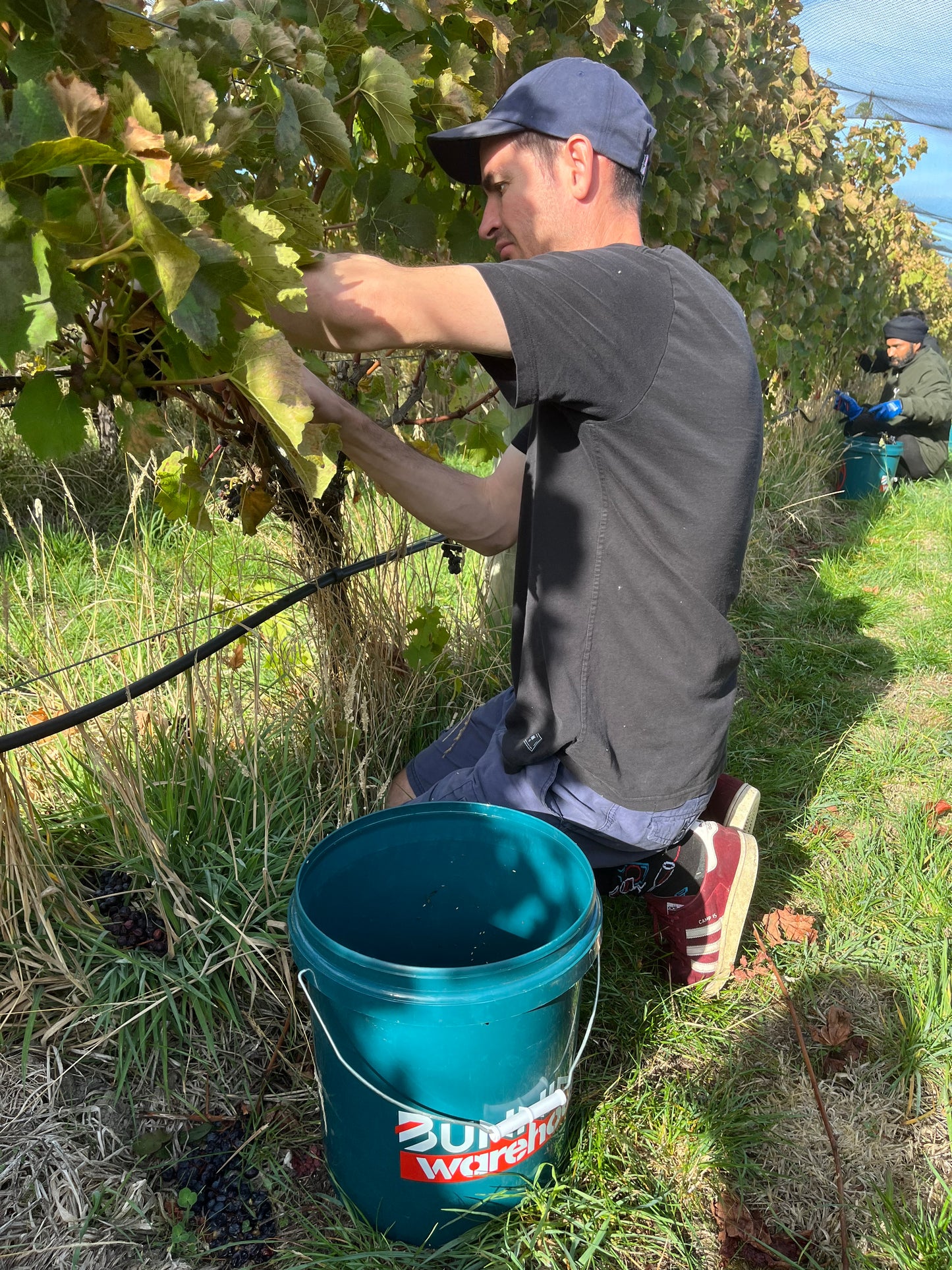 2024 Pinot Noir