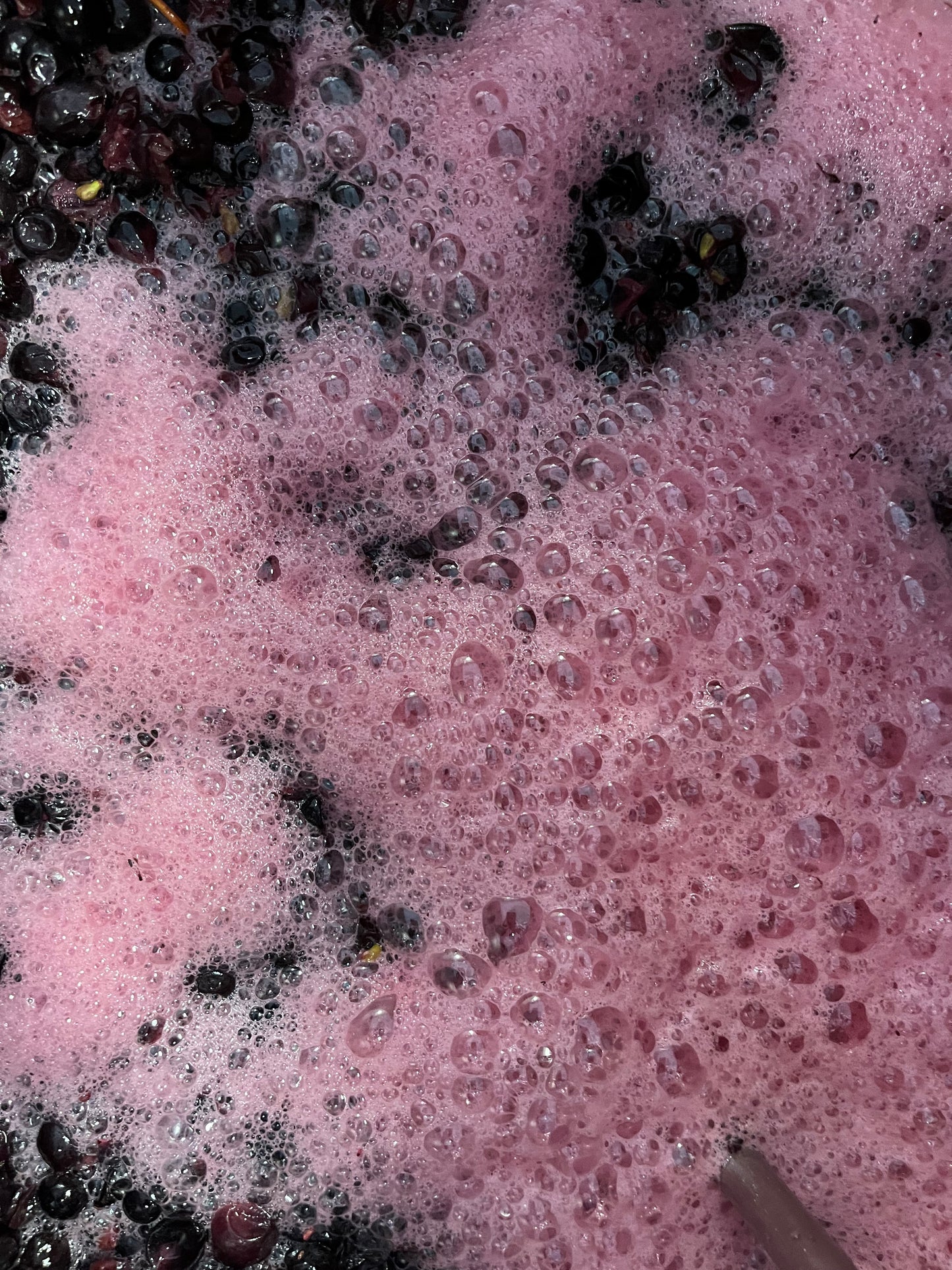 2024 Pinot Noir