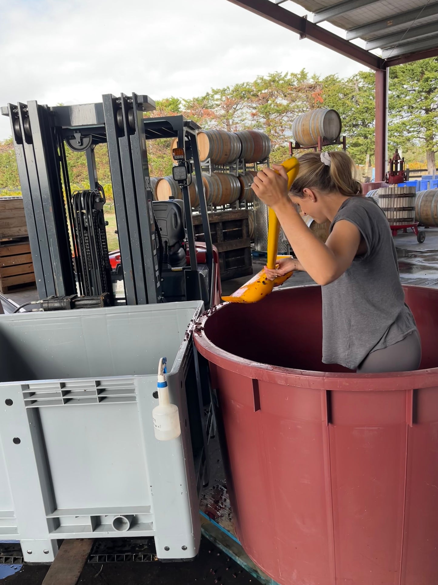 2024 Pinot Noir