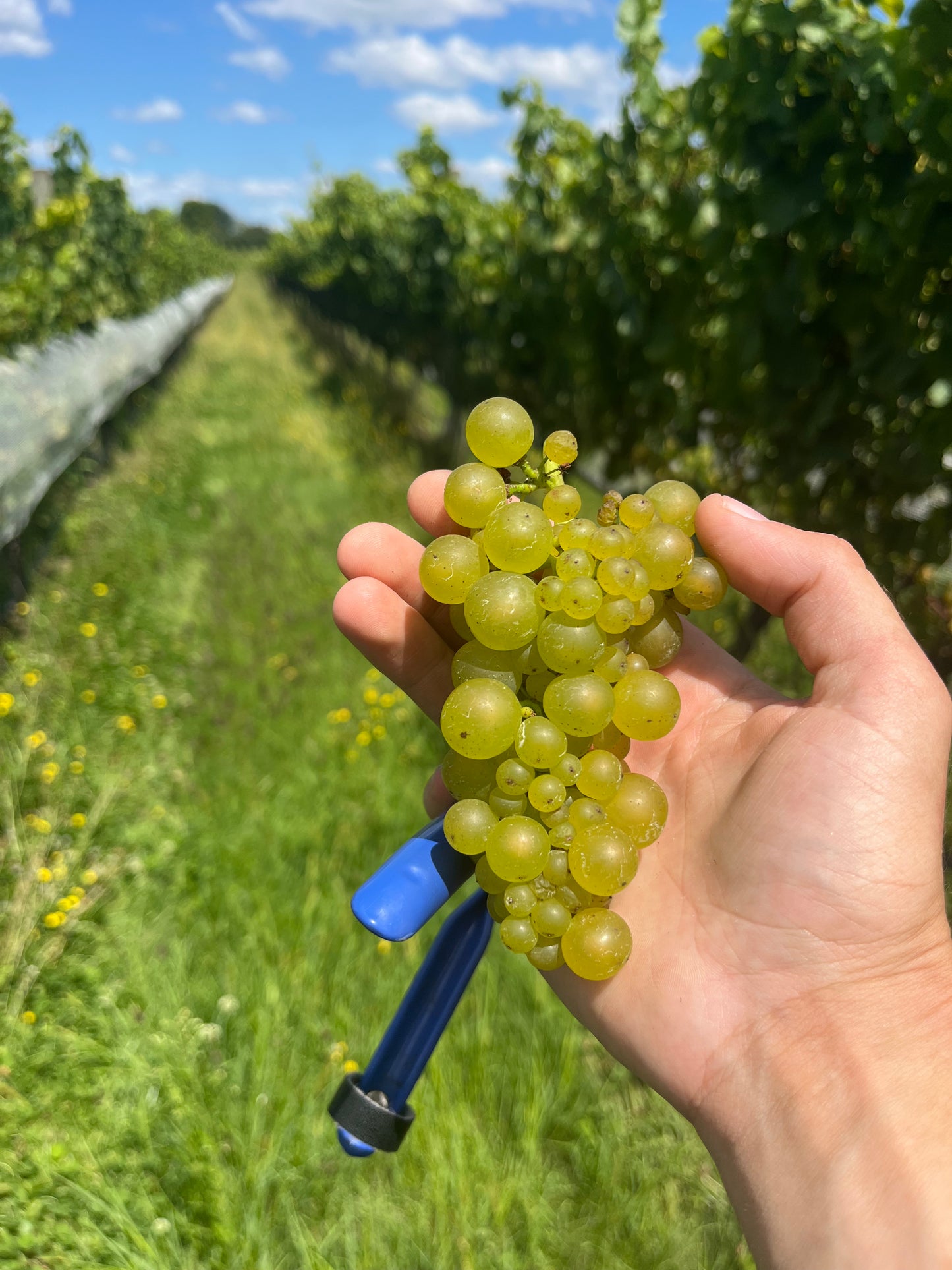 2025 Chardonnay
