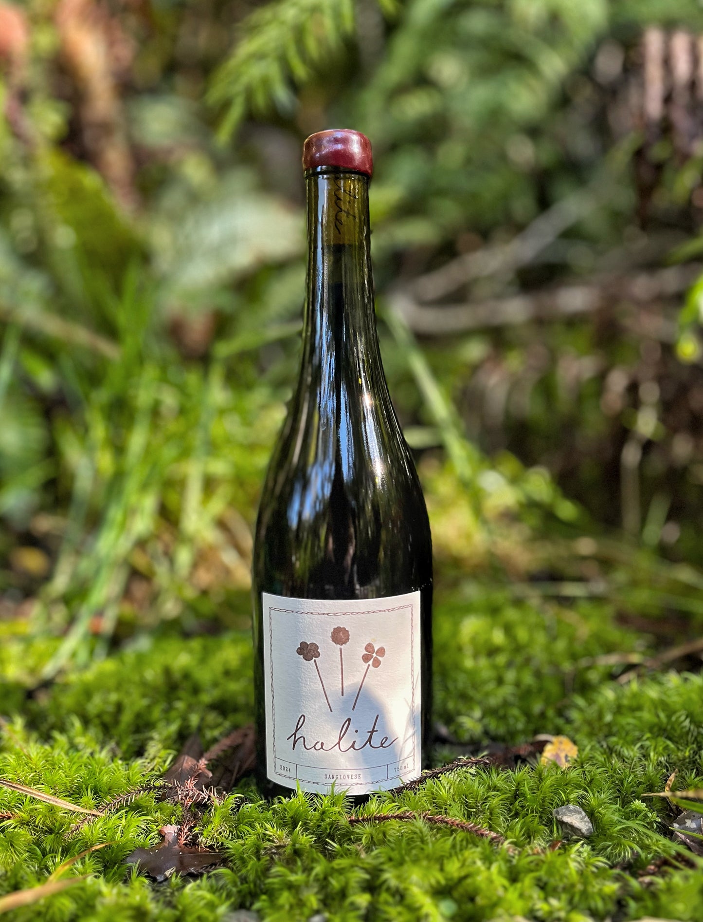 2024 Sangiovese