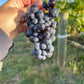 2024 Sangiovese