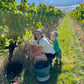 2025 Pinot Noir