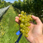 2025 Chardonnay