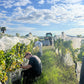 2025 Chardonnay