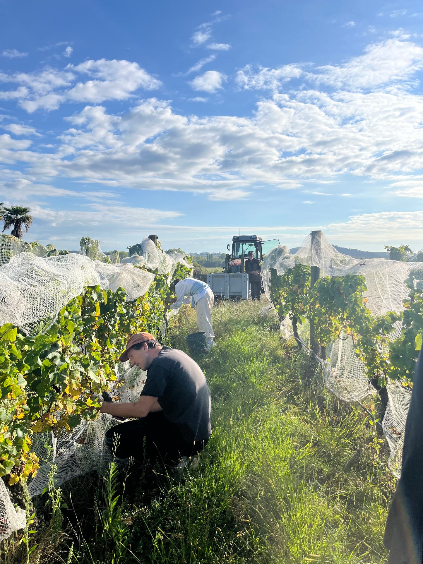 2025 Chardonnay